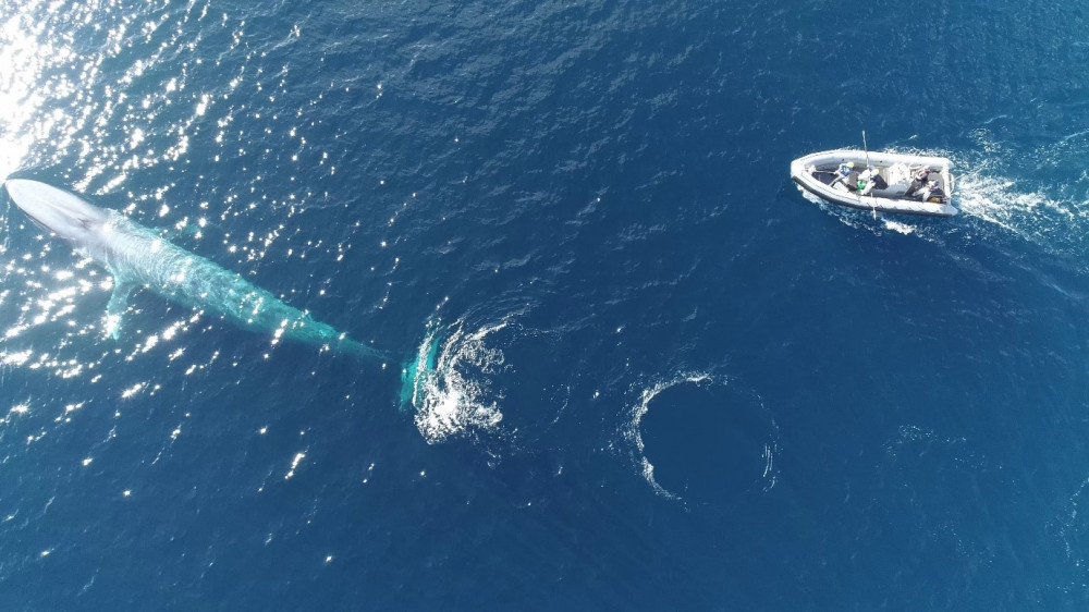 Distribution and important areas for pygmy blue whales | North West Atlas